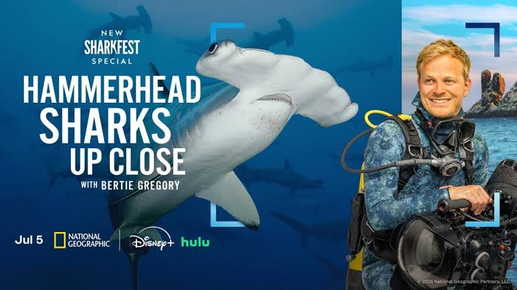 Hammerheads sharks up close with bertie gregory for Sharkfest 2026 on NatGeo