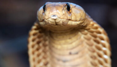 11-foot king cobra strikes back as rescuers spend 4 hours removing it from truck bumper