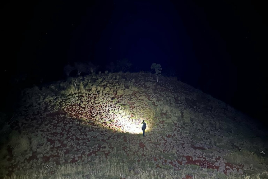 A person using a spotlight on a remote red sand hill covered in green plants, trying to spot the Pilbara barking gecko