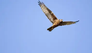 Second New Zealand bird flu case confirmed in Wairarapa hawk - Stuff