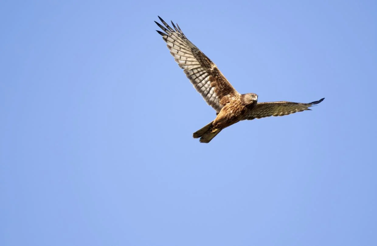 Second New Zealand bird flu case confirmed in Wairarapa hawk - Stuff