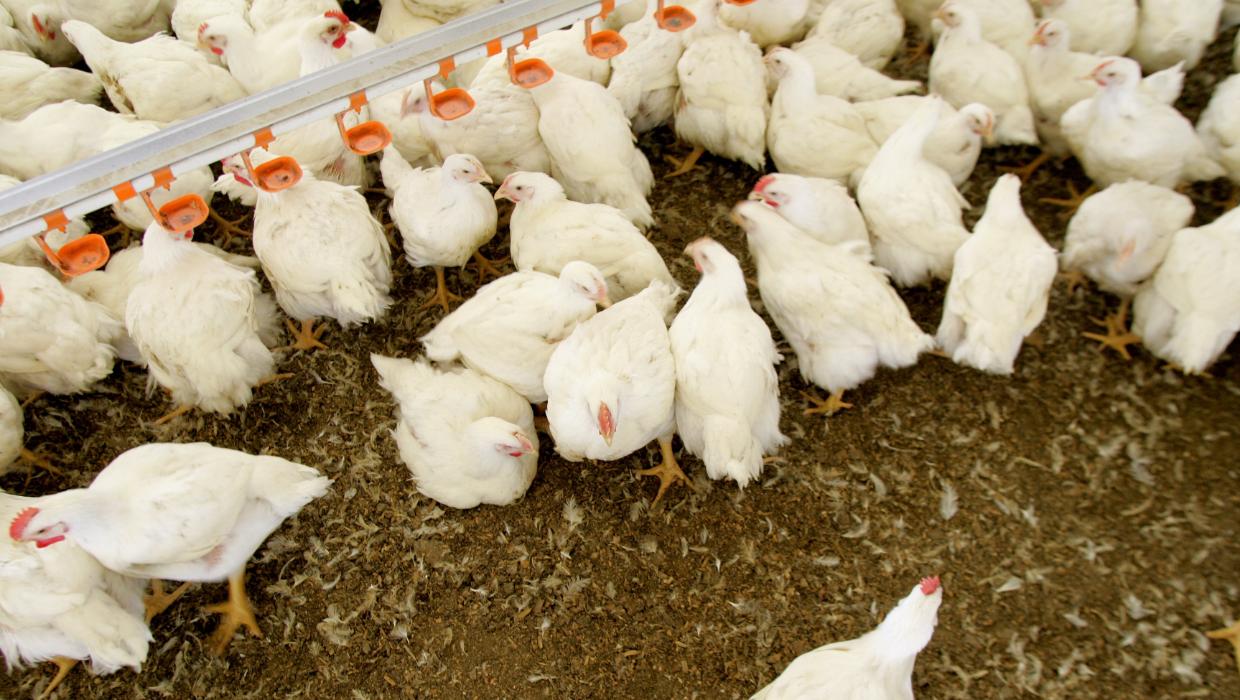 Bird flu fears prompt surge in reports of sick and dead birds as MPI works through alerts - Stuff