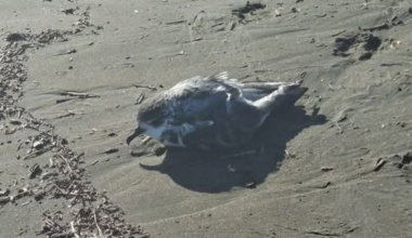 ‘Beached as’ birds spark bird flu concern, MPI responds - Stuff