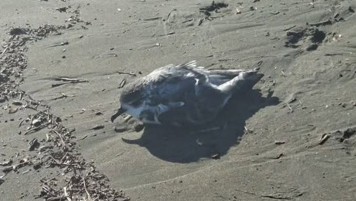 ‘Beached as’ birds spark bird flu concern, MPI responds - Stuff