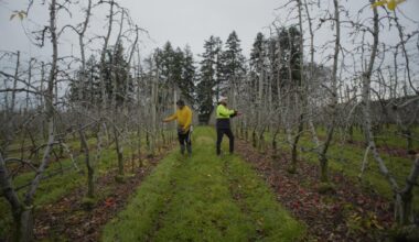 Government makes changes to ‘complex’ seasonal worker scheme - Stuff