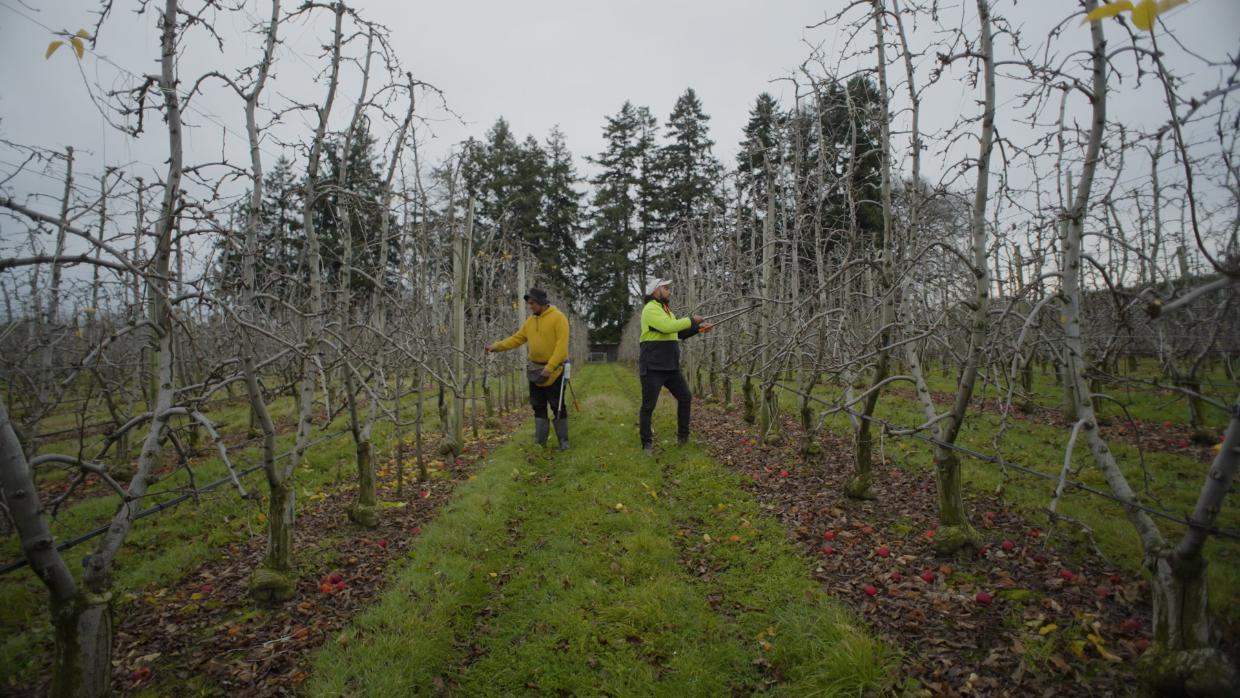 Government makes changes to ‘complex’ seasonal worker scheme - Stuff