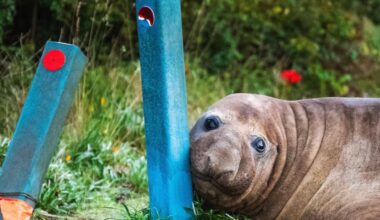 Australian officials ask fans to respect the privacy of Neil, a 1-ton seal who respects nothing - Stuff