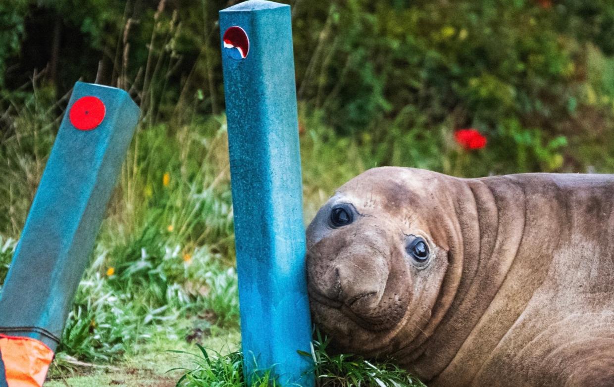 Australian officials ask fans to respect the privacy of Neil, a 1-ton seal who respects nothing - Stuff