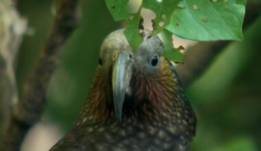 No more free food for Wellington’s kākā as bird flu arrives - Stuff