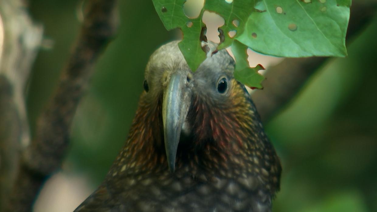 No more free food for Wellington’s kākā as bird flu arrives - Stuff