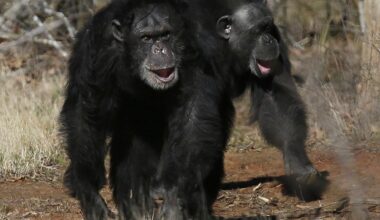 Get a load of this: Humans and great apes share similar giggles - Stuff