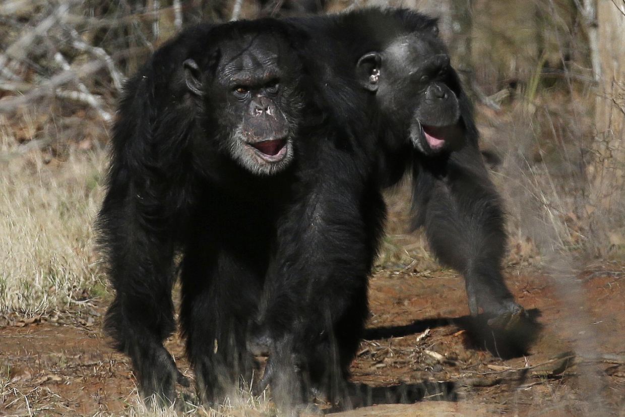 Get a load of this: Humans and great apes share similar giggles - Stuff
