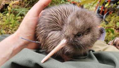 Some of New Zealand’s rarest kiwi to be vaccinated as bird flu threat grows - Stuff