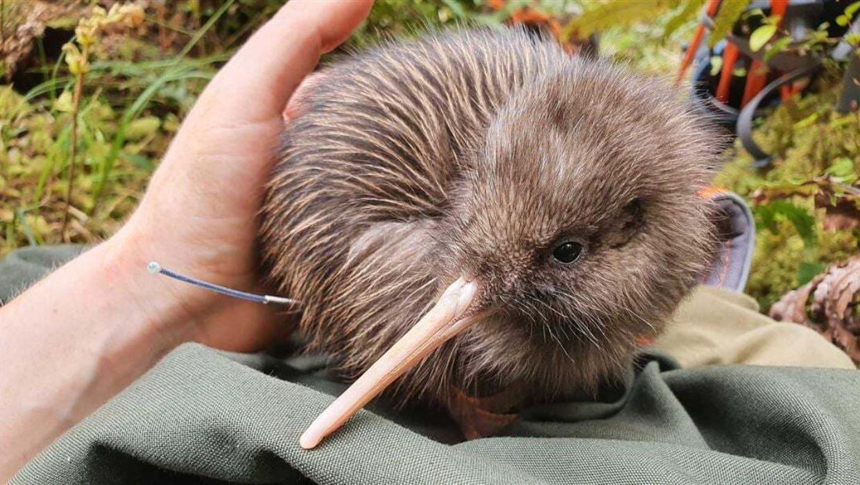 Some of New Zealand’s rarest kiwi to be vaccinated as bird flu threat grows - Stuff