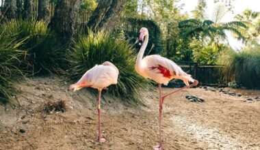 Zoo takes rare animals off display as New Zealand braces for bird flu - Stuff