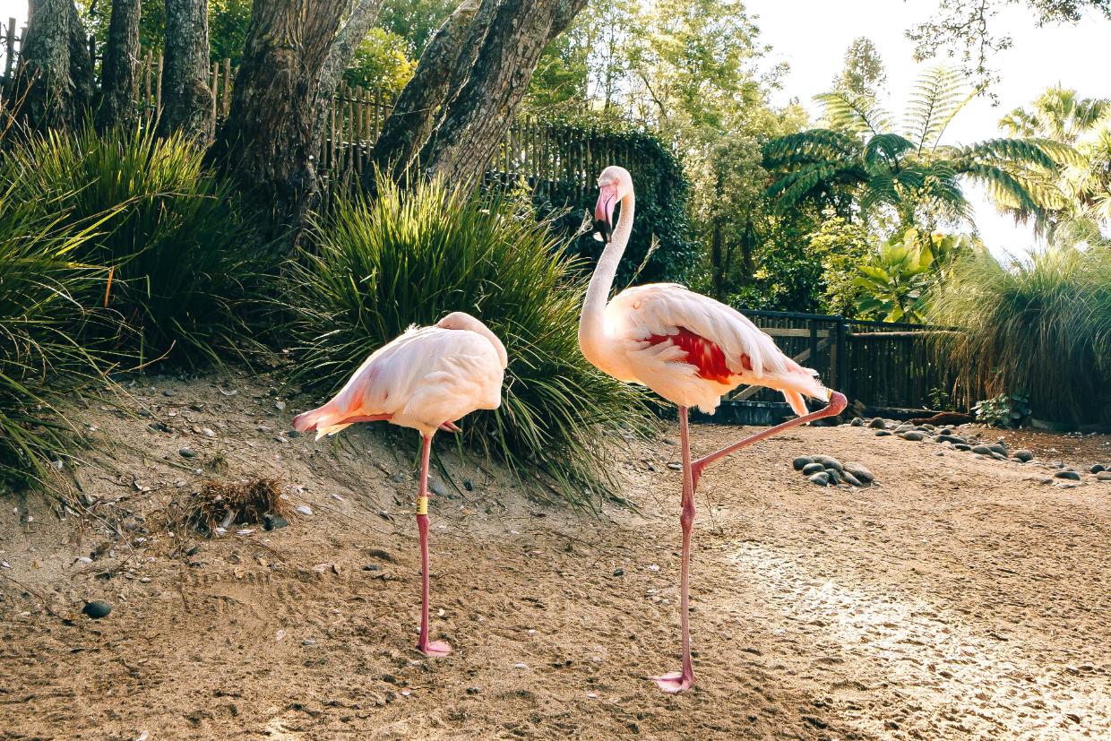 Zoo takes rare animals off display as New Zealand braces for bird flu - Stuff
