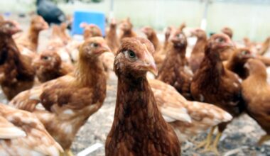 NZ’s free-range poultry in ‘Flockdown’ as hundreds of thousands of hens move indoors - Stuff