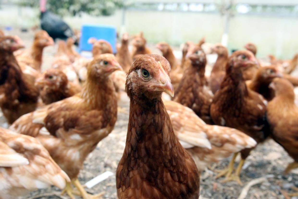 NZ’s free-range poultry in ‘Flockdown’ as hundreds of thousands of hens move indoors - Stuff