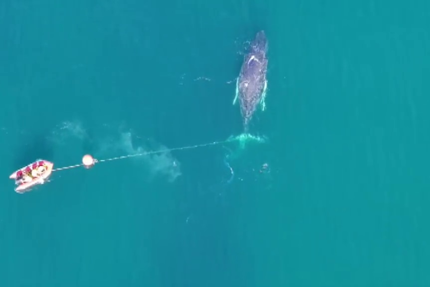 an aerial shot of a whale with fishing line on its tail, next to a smaller boat