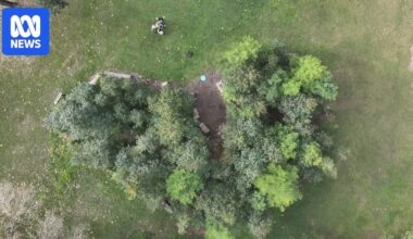 Tiny forests popping up across Sydney as part of effort to restore urban tree canopy