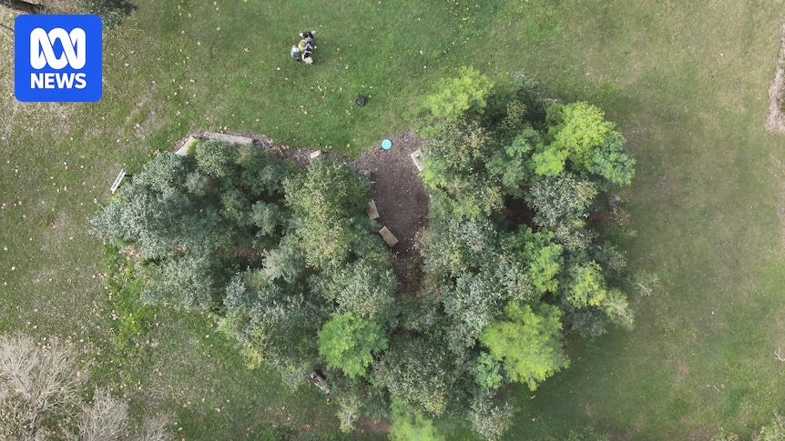 Tiny forests popping up across Sydney as part of effort to restore urban tree canopy