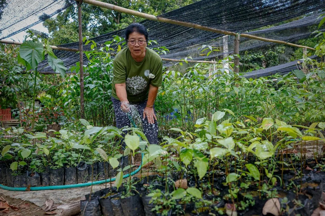 Taisa Mating, 67, a grandmother of nine, is one of the women from Kampung Tampenau, a small village on the edge of Sabah’s rainforest, who have been trained to sow the seeds of forest regeneration under a programme that started in 2021.