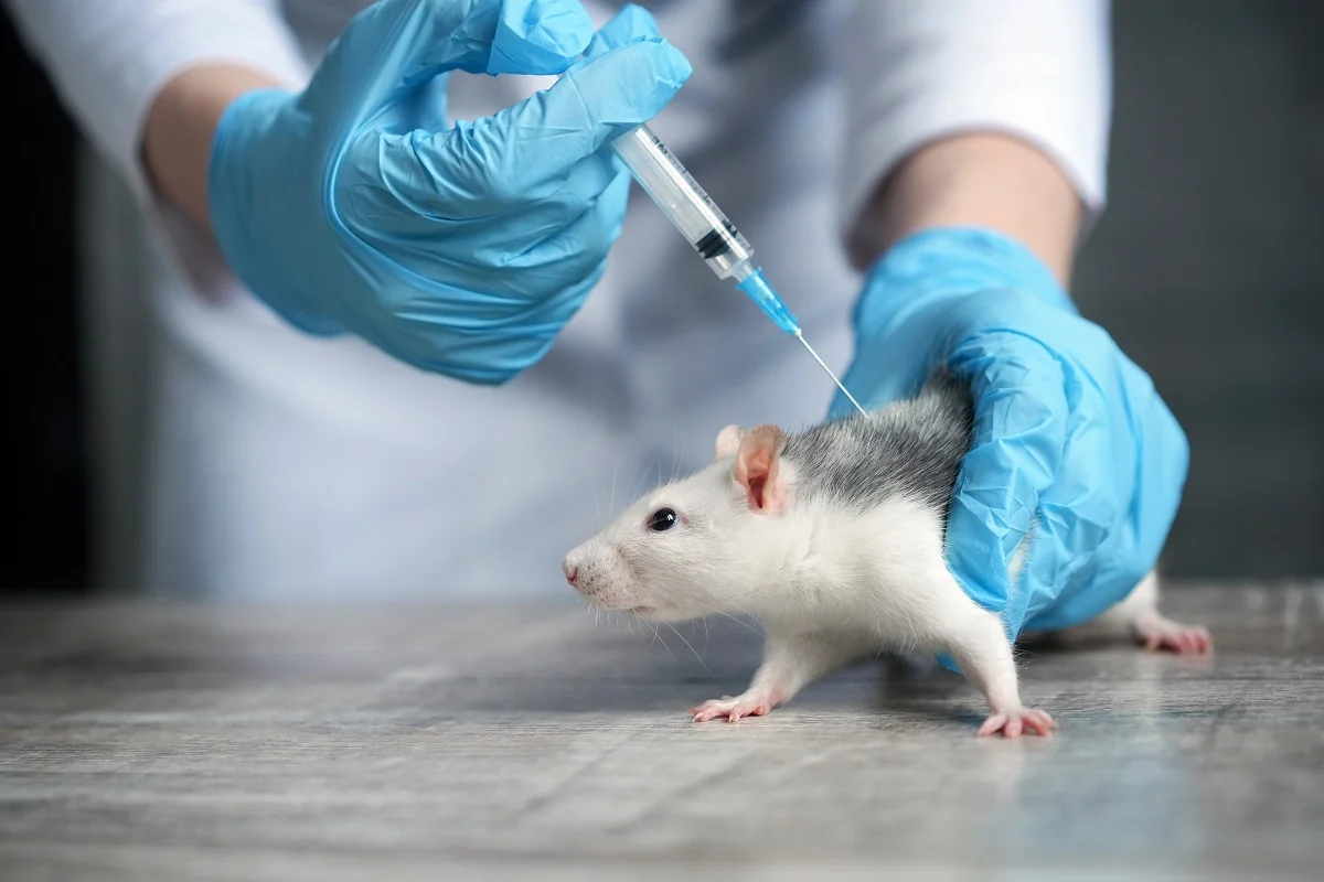 Lab mouse being injected