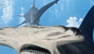Hammerhead shark