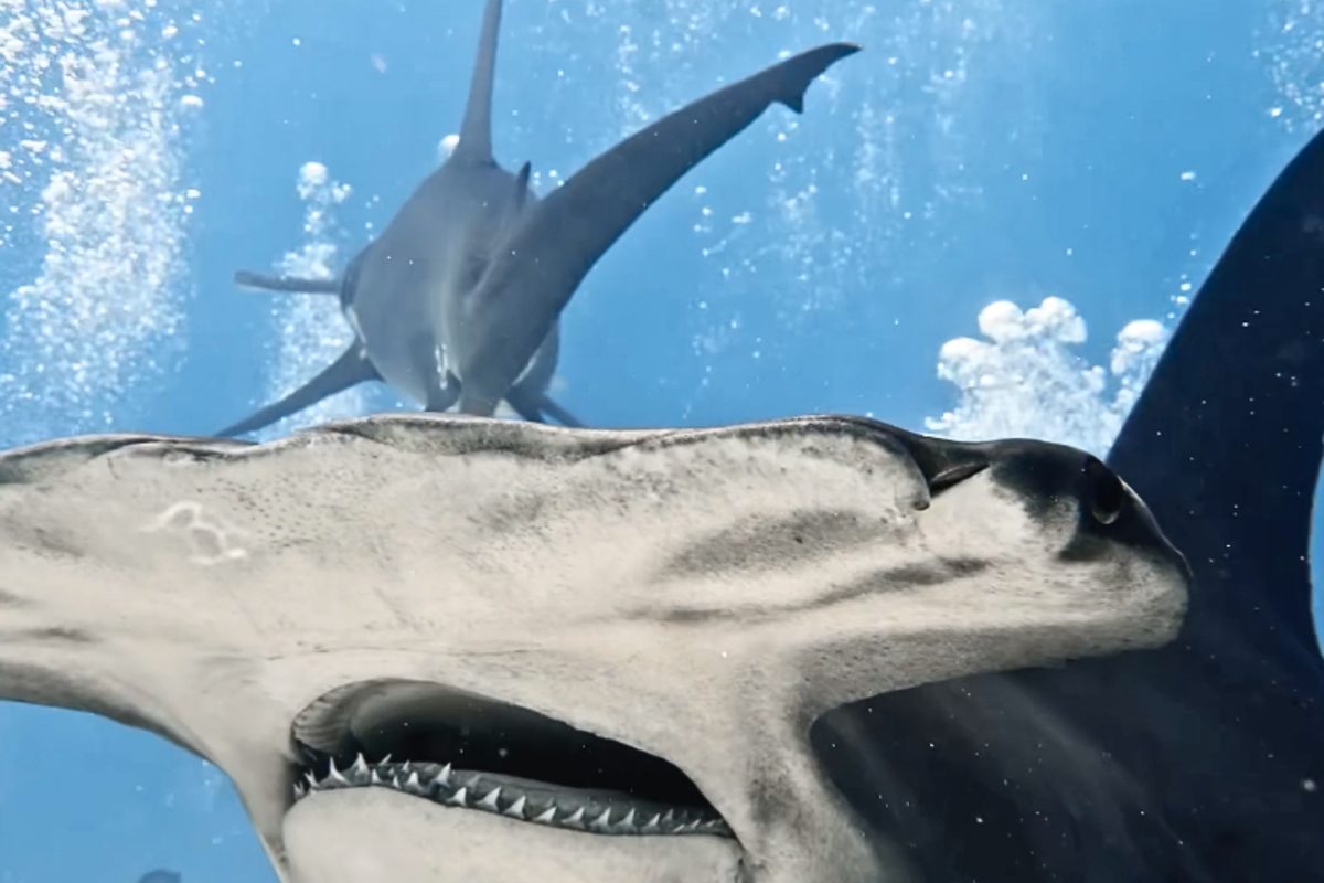 Hammerhead shark