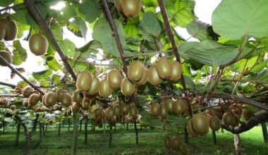 India FTA: ‘Significant’ opportunities could help transform NZ’s food and fibre exports - Diana Reaich
