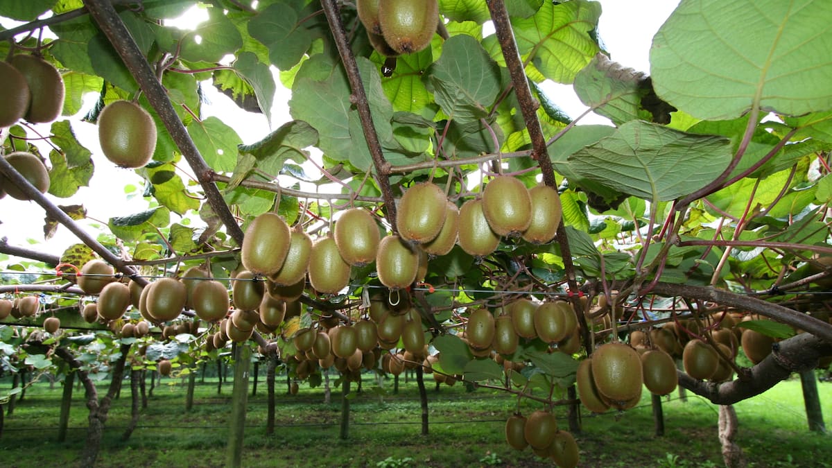 India FTA: ‘Significant’ opportunities could help transform NZ’s food and fibre exports - Diana Reaich