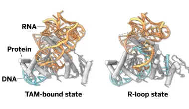 AI-designed nucleases build on nature’s design