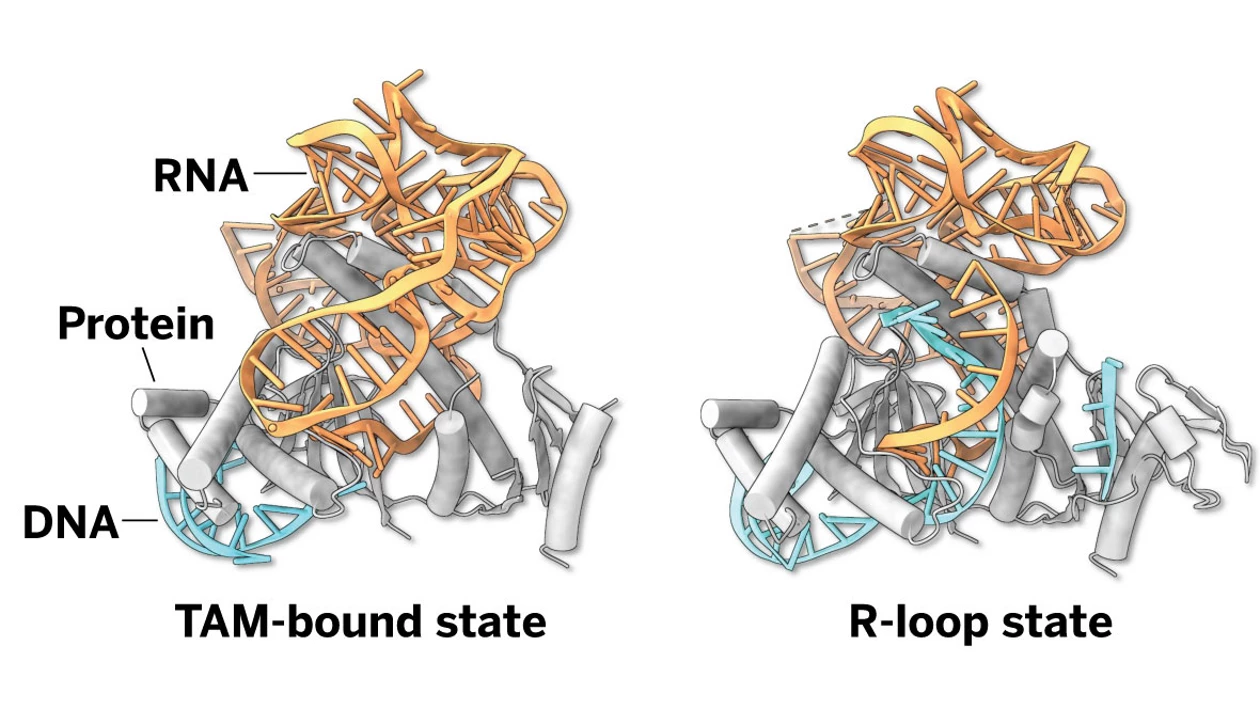 AI-designed nucleases build on nature’s design