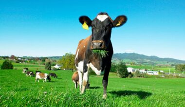 GDT: Dairy prices rebound 1.5% as milk powders strengthen