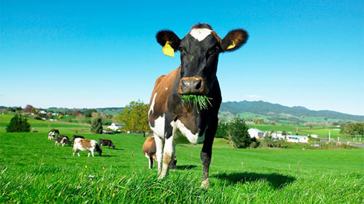 GDT: Dairy prices rebound 1.5% as milk powders strengthen