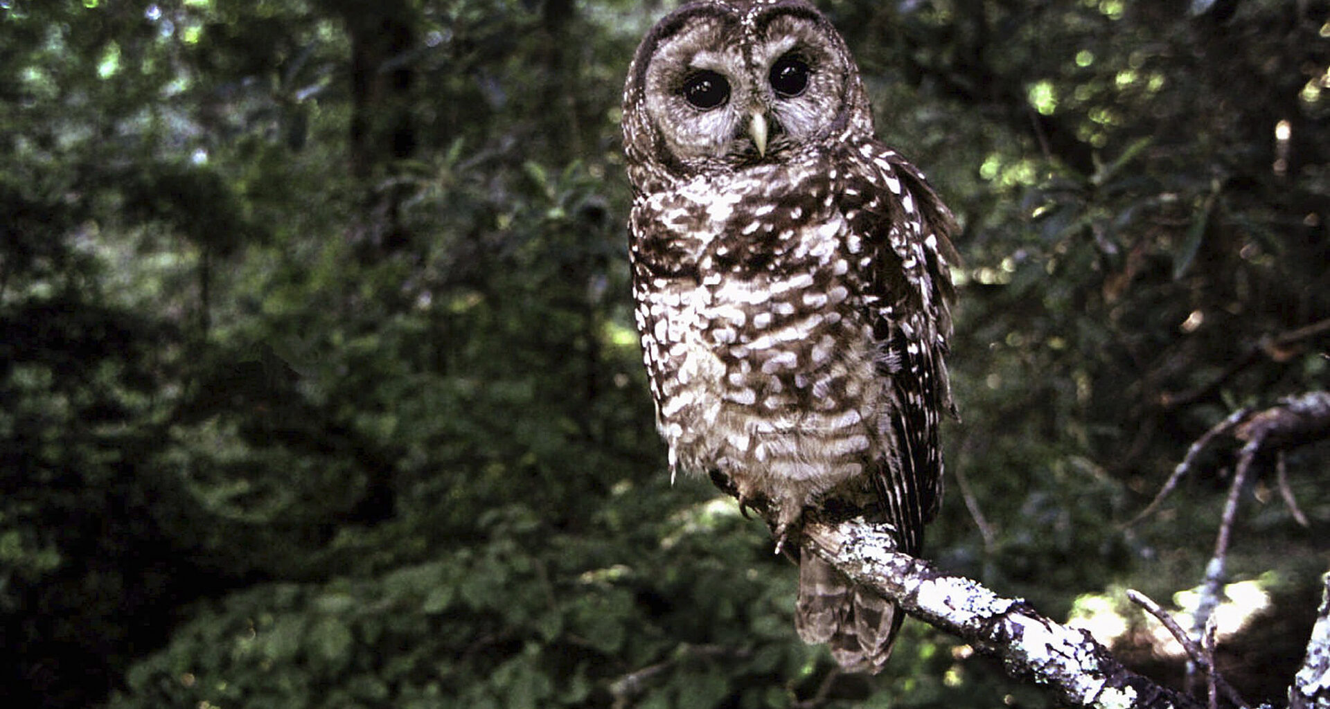 FILE - A northern spotted owl sits on a branch in Point Reyes, Calif., in June 1995. Fifty years after the Endangered Species Act took effect, environmental advocates and scientists say the law is as essential as ever. Habitat loss, pollution, climate change and disease are putting an estimated 1 million species worldwide at risk. (AP Photo/Tom Gallagher, File)