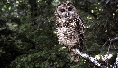 FILE - A northern spotted owl sits on a branch in Point Reyes, Calif., in June 1995. Fifty years after the Endangered Species Act took effect, environmental advocates and scientists say the law is as essential as ever. Habitat loss, pollution, climate change and disease are putting an estimated 1 million species worldwide at risk. (AP Photo/Tom Gallagher, File)