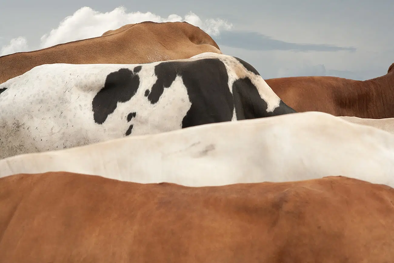 Bovine Photography