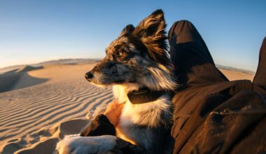 Your lost dog can now call home with the world's 1st satellite-connected dog collar
