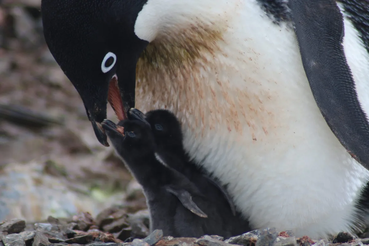 Adélie penguin feeding two small chicks, Danger Islands, Antarctica