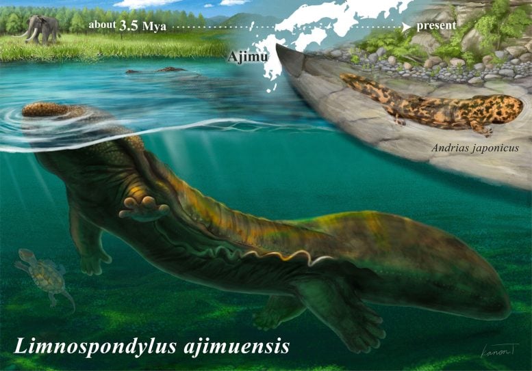 Ajimu Giant Salamander