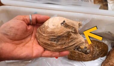 Alien-Like Reproductive Strategy Found in 125-Million-Year-Old Fossil : ScienceAlert