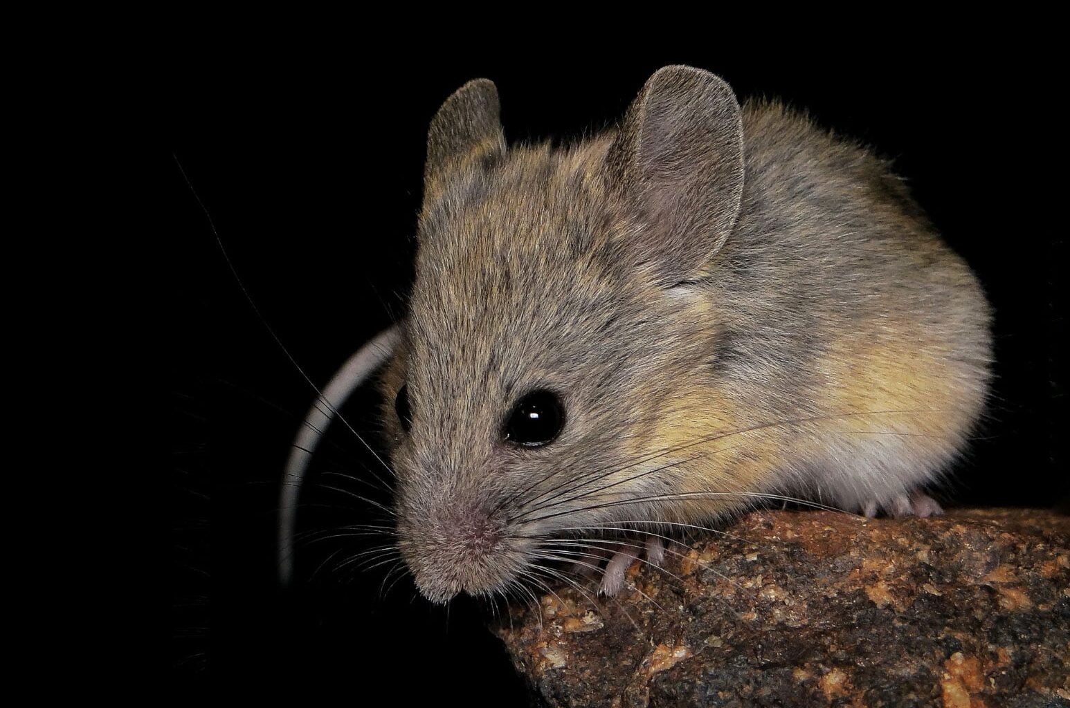 Andean Leaf Eared Mouse