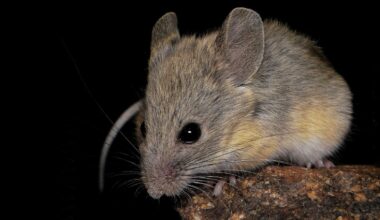 Andean Leaf Eared Mouse