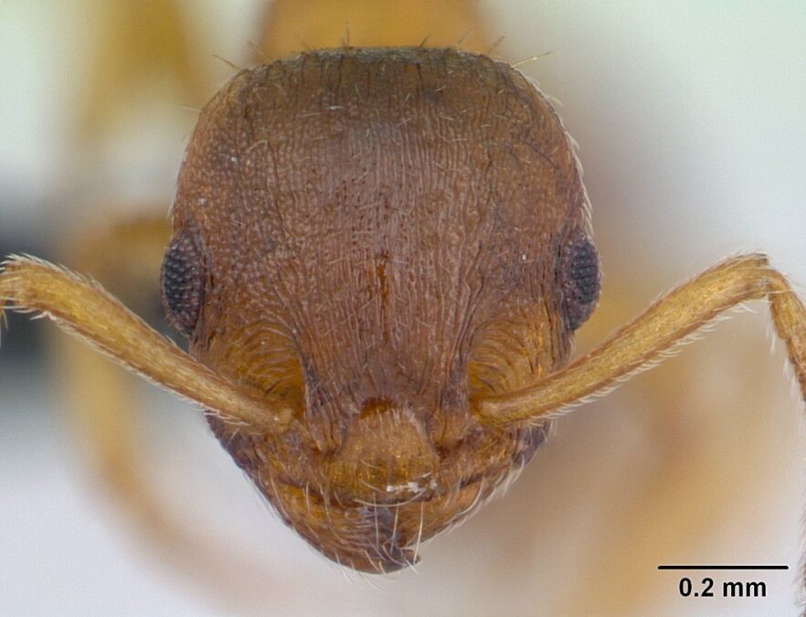 This Parasite Makes Ants Long-Lived But Lazy. Biologists Have Now Uncovered How It Hacks Their Brains.
