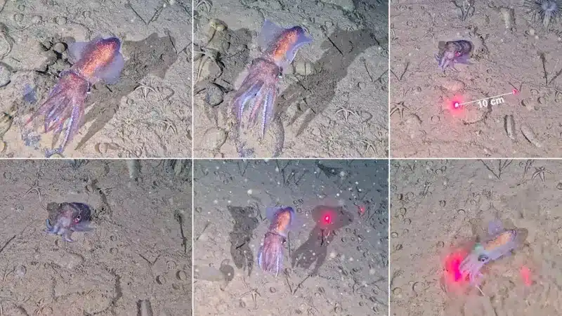 Arctic Bobtail Squid (rossia Moelleri) Filmed In Northeast Greenland National Park