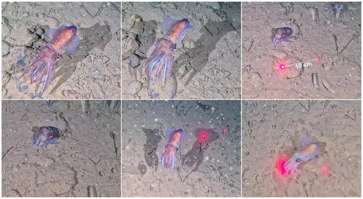 Arctic bobtail squid, Rossia moelleri