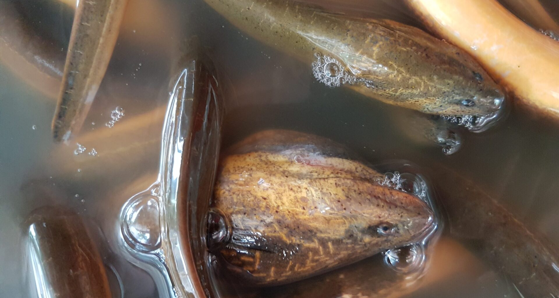 Watch Asian swamp eels emerge from the mud for feeding time