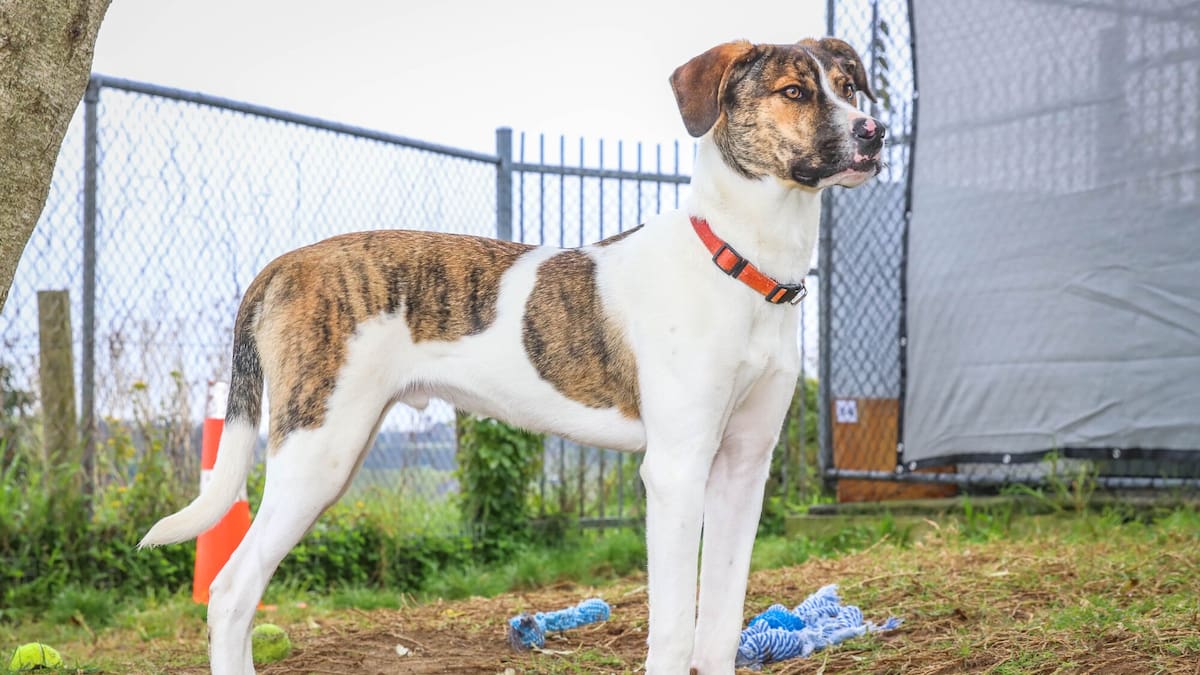 ‘Gentle giant’ Gus breaks Tauranga SPCA record as longest-stay dog
