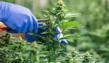 Ashburton cannabis grower Haylee McGrath’s house placed under restraining order